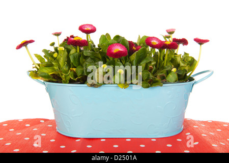 Fleurs rose Bellis dans blue bucket Banque D'Images