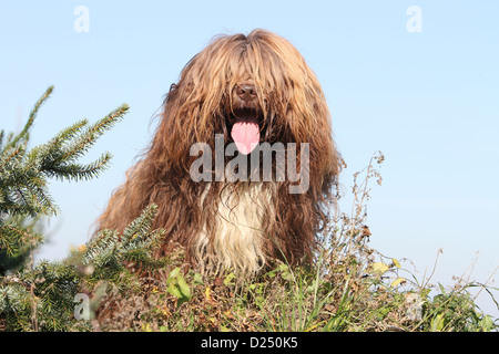 Schapendoes chien de berger hollandais / hot assis dans un pré Banque D'Images