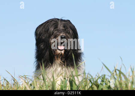 Schapendoes chien de berger hollandais / hot assis dans un pré Banque D'Images