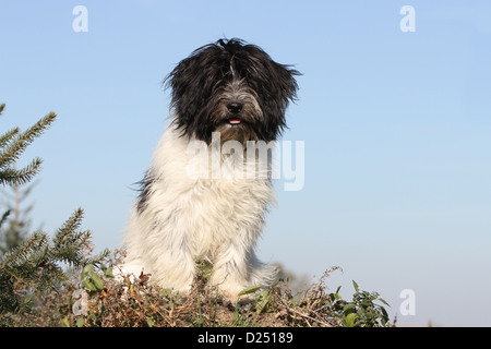 Schapendoes chien de berger hollandais / chiot assis dans un pré Banque D'Images