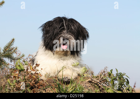 Schapendoes chien / chiot berger hollandais couchée dans un pré Banque D'Images