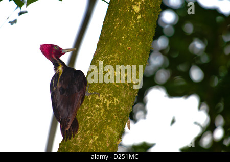 Pic à bec clair mâle (campephilus guatemalensis). Costa Rica. Banque D'Images