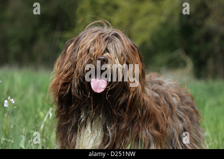 Schapendoes chien de berger hollandais / portrait adultes Banque D'Images