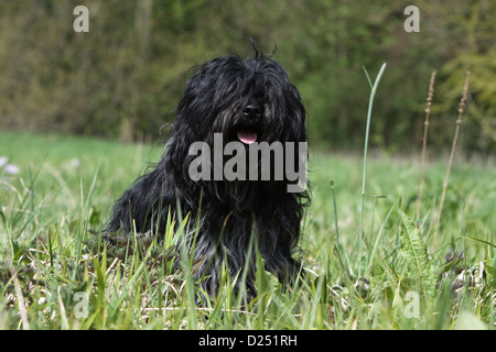 Schapendoes chien de berger hollandais / hot assis dans un pré Banque D'Images