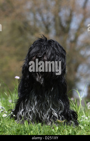 Schapendoes chien de berger hollandais / hot assis dans un pré Banque D'Images