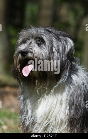 Schapendoes chien de berger hollandais / young portrait profile Banque D'Images