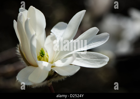 L'ouverture, la floraison Magnolia stellata / star magnolia flower Banque D'Images