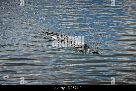 Dans l'Alligator Myakka River area of Florida Banque D'Images