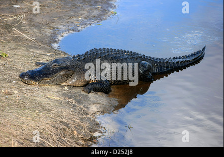 Dans l'Alligator Myakka River area of Florida Banque D'Images