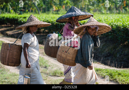 Thé feuille exploitants retour à la maison à la fin d'une journée de travail acharné sur une plantation de thé à Jorhat, Assam, Inde. Banque D'Images