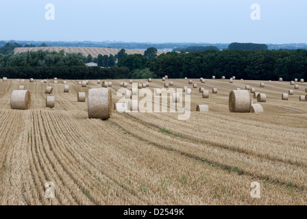 Manderow, Allemagne, récoltés des champs de blé avec des bottes de paille dans le matin Banque D'Images