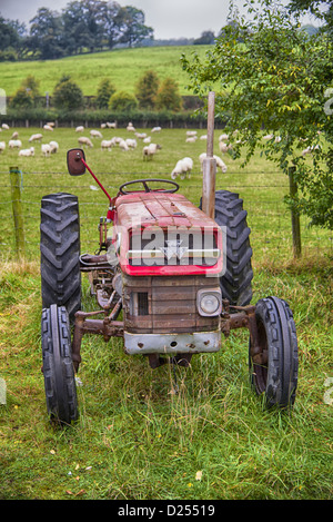 Vieux tracteur Massey Ferguson 135, à côté de pâturage avec des moutons, Ruthin, Denbighshire, Nord du Pays de Galles, octobre Banque D'Images