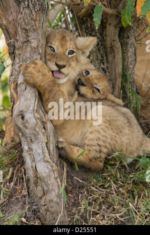 Deux lionceaux africains jouant à la base d'un croton bush. D'oursons de l'Musiara fierté dans le Masai Mara, Kenya Banque D'Images