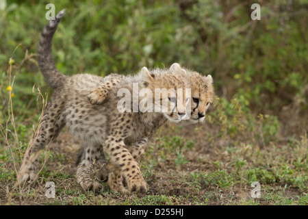 Deux oursons cheetah jouer en savane herbeuse. Cub avec bras sur ses frères l'épaule. Banque D'Images
