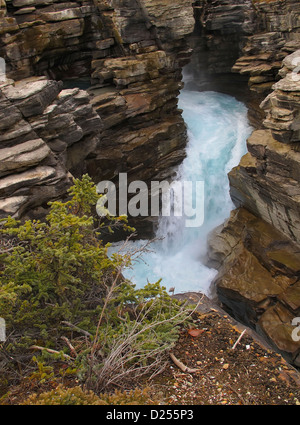 La rivière Athabasca dans le parc national Jasper Banque D'Images