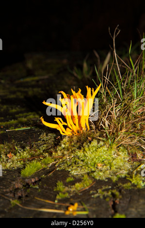 Staghorn jaune champignon, Calocera viscosa Banque D'Images