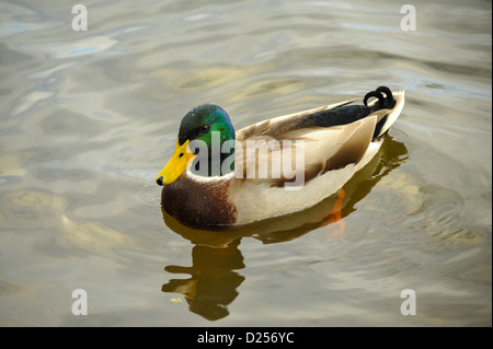 Mallard drake, Anas platyrhynchos, sur l'eau. Banque D'Images