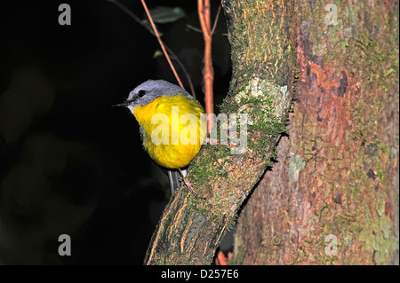 Jaune de l'Est australien Robin (Eopsaltria australis) Banque D'Images