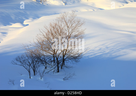 Les arbres et la neige à Hakuba, Nagano Prefecture Banque D'Images