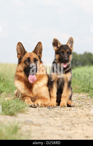 Chien Berger Allemand / Deutscher Schäferhund adulte et chiot dans un pré Banque D'Images