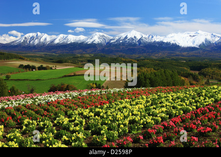 Mountainscape at Shikisai hill, Hokkaido Banque D'Images