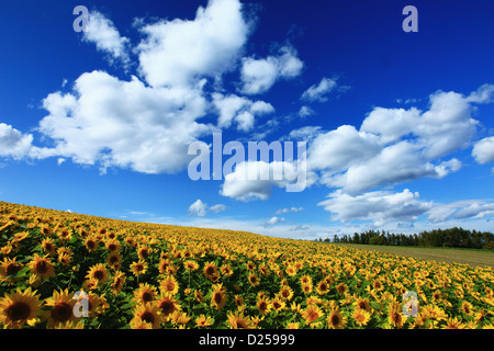 Sunflower field in Shikisai hill, Hokkaido Banque D'Images