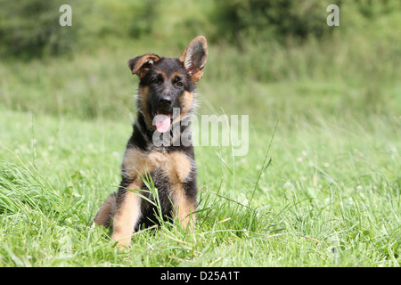 Chien Berger Allemand / Deutscher Schäferhund puppy sitting on the grass Banque D'Images