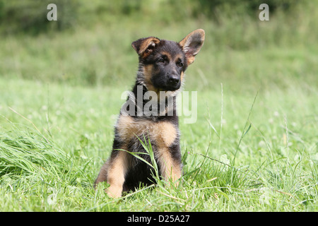 Chien Berger Allemand / Deutscher Schäferhund chiot assis dans un pré Banque D'Images