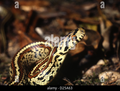 Leopard Snake. Elaphe situla Grèce Banque D'Images