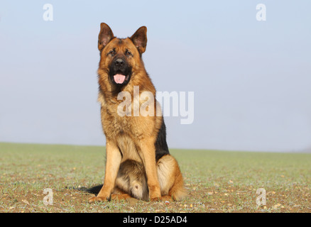 Chien Berger Allemand / Deutscher Schäferhund séance adultes Banque D'Images