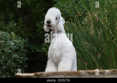 Chien Bedlington Terrier des profils assis sur un mur Banque D'Images