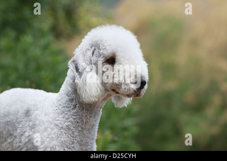 Chien Bedlington Terrier profil portrait adultes Banque D'Images