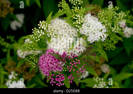 Spiraea japonica 'Shirobana' Banque D'Images