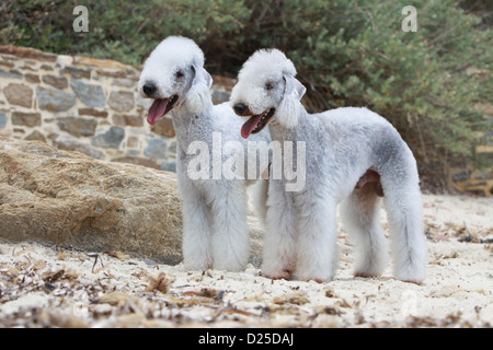 Chien Bedlington Terrier deux adultes profil permanent Banque D'Images