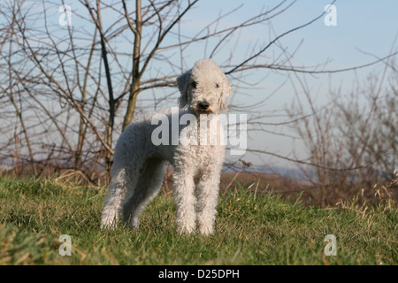 Chien Bedlington Terrier permanent adultes Banque D'Images