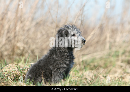 Chien Bedlington Terrier puppy sitting profile Banque D'Images