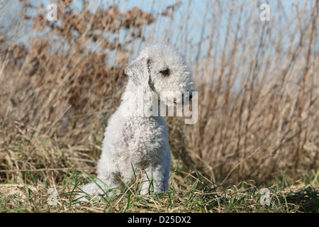 Chien Bedlington Terrier des profils assis dans un pré Banque D'Images