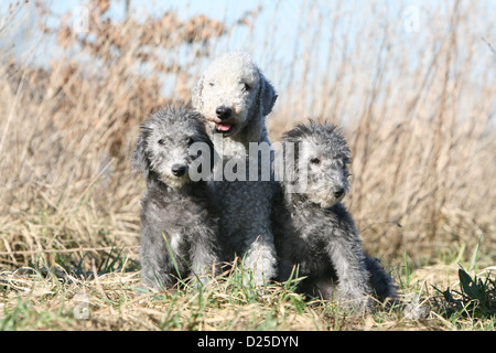 Chien Bedlington Terrier chiots et adultes assis Banque D'Images