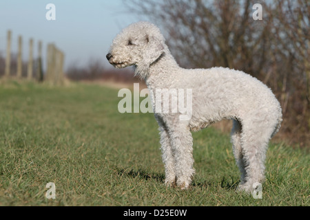 Chien Bedlington Terrier des profils profil standard dans un pré Banque D'Images