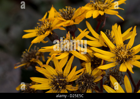 Ligulaire dentata 'Britt Marie Crawford' Banque D'Images