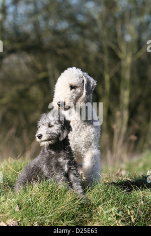 Chien Bedlington Terrier puppy sitting et adultes Banque D'Images