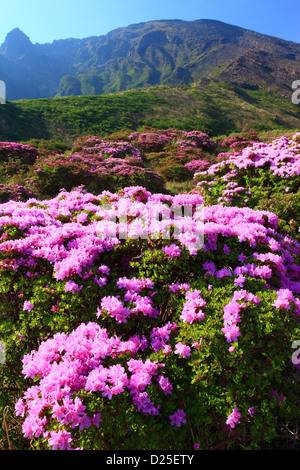 Domaine des rhododendrons à gorge Sensui, Préfecture Kumamoto Banque D'Images