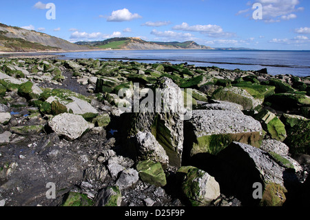 Large rebord, Lyme Regis Dorset sur la côte jurassique Banque D'Images