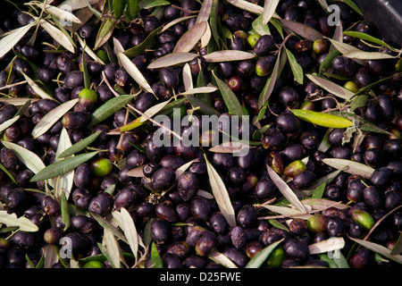 Après la récolte des olives sur les arbres Banque D'Images