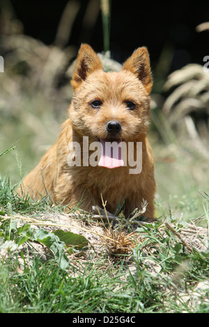 Chien Norwich Terrier puppy sitting in a garden Banque D'Images