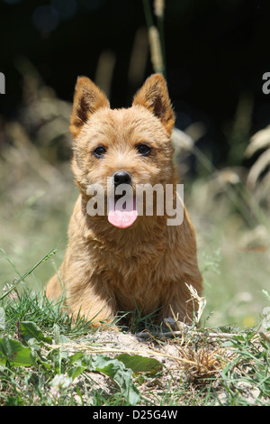 Chien Norwich Terrier puppy sitting in a meadow Banque D'Images