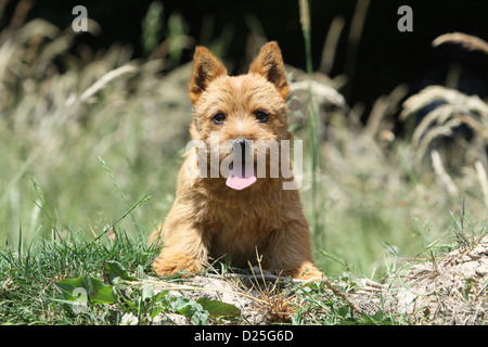 Chien Norwich Terrier puppy sitting in agarden Banque D'Images