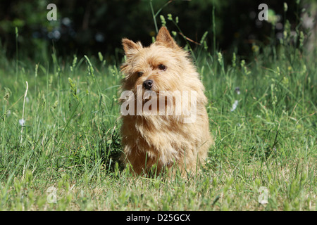 Chien de terrier de Norwich séance adultes dans un jardin Banque D'Images