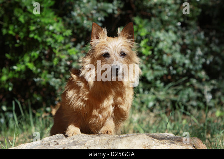 Chien de terrier de Norwich hot assis sur un rocher Banque D'Images