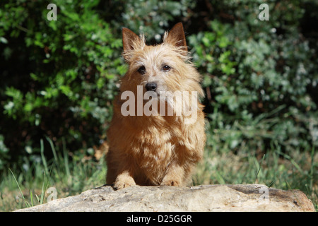 Chien de terrier de Norwich hot assis sur un rocher Banque D'Images